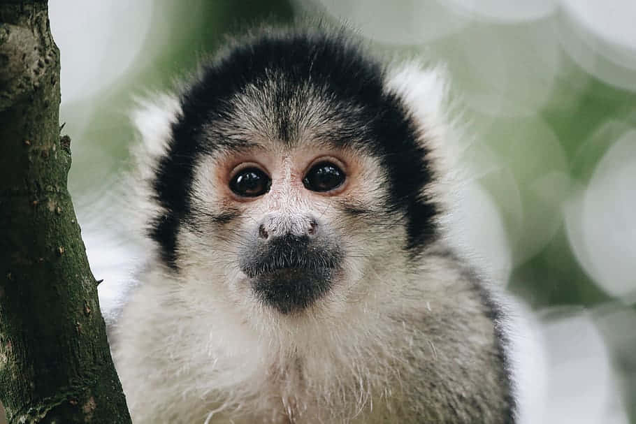 Curious Squirrel Monkey Wallpaper