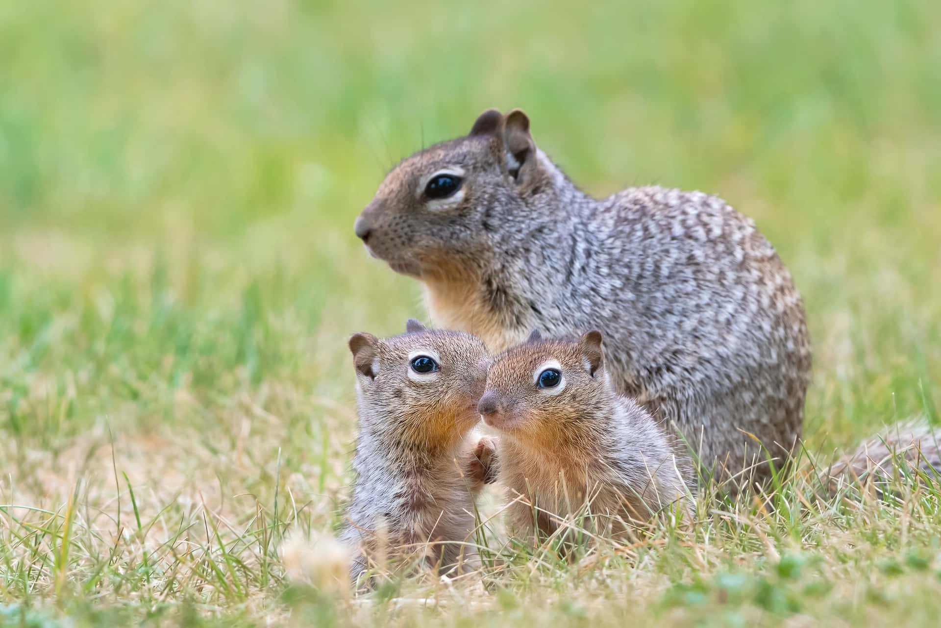 Curious Squirrelsin Grass.jpg Wallpaper