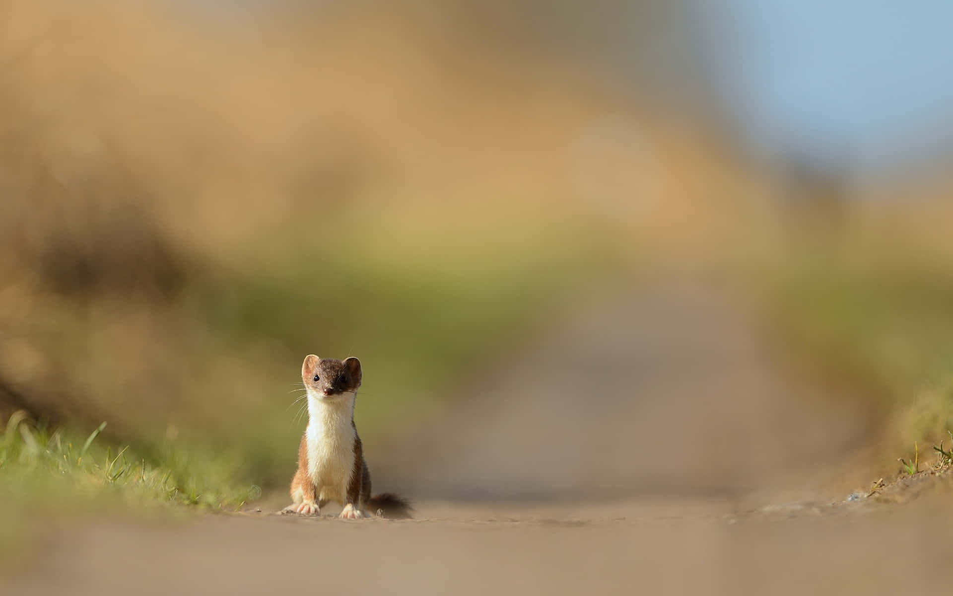 Curious Stoat On Pathway Wallpaper