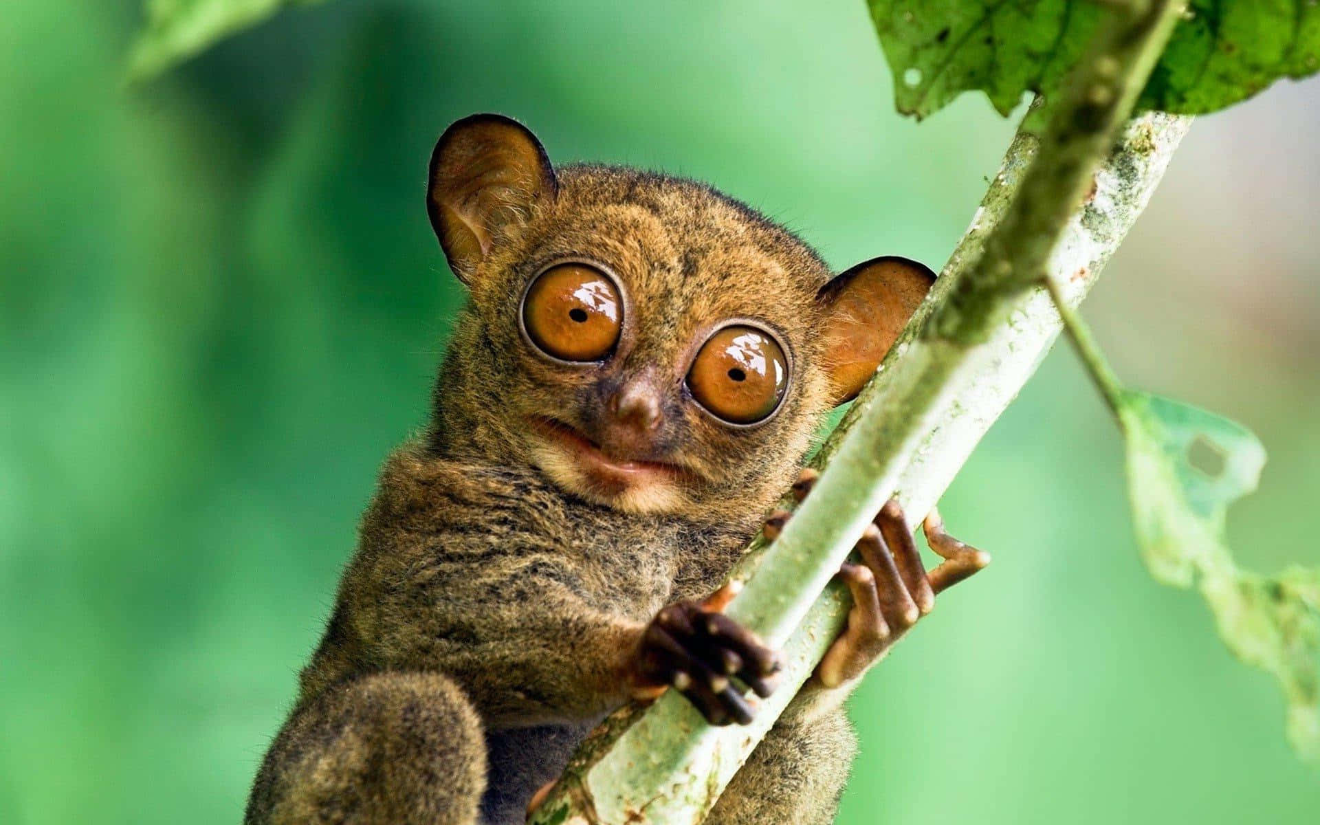 Nysgjerrig Tarsier Kikker Bak Blad Bakgrunnsbildet