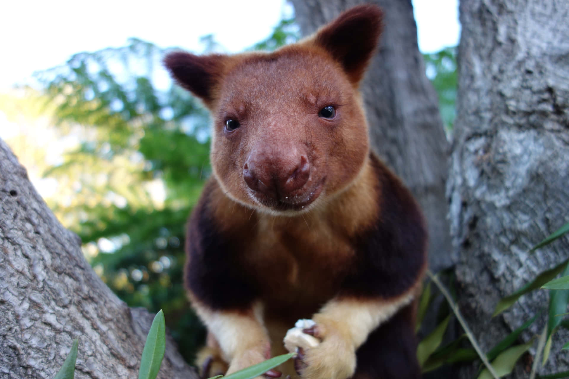 Curious_ Tree_ Kangaroo_ Closeup.jpg Wallpaper