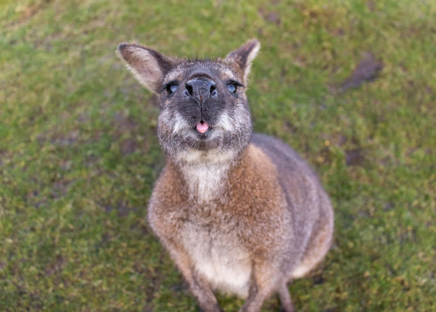 Curious Wallaby Sticking Tongue Out Wallpaper