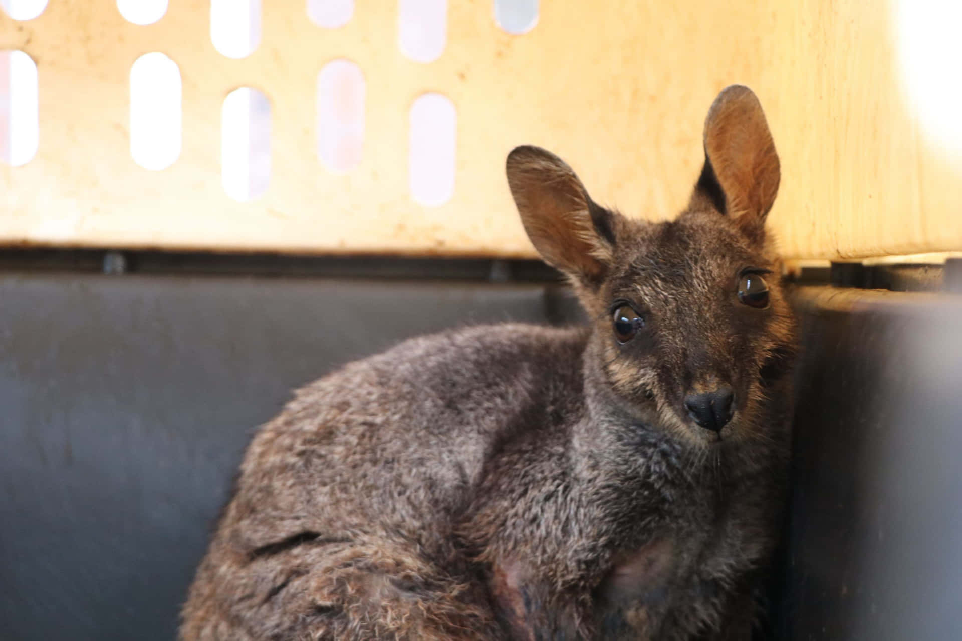 Curious Wallabyin Captivity Wallpaper