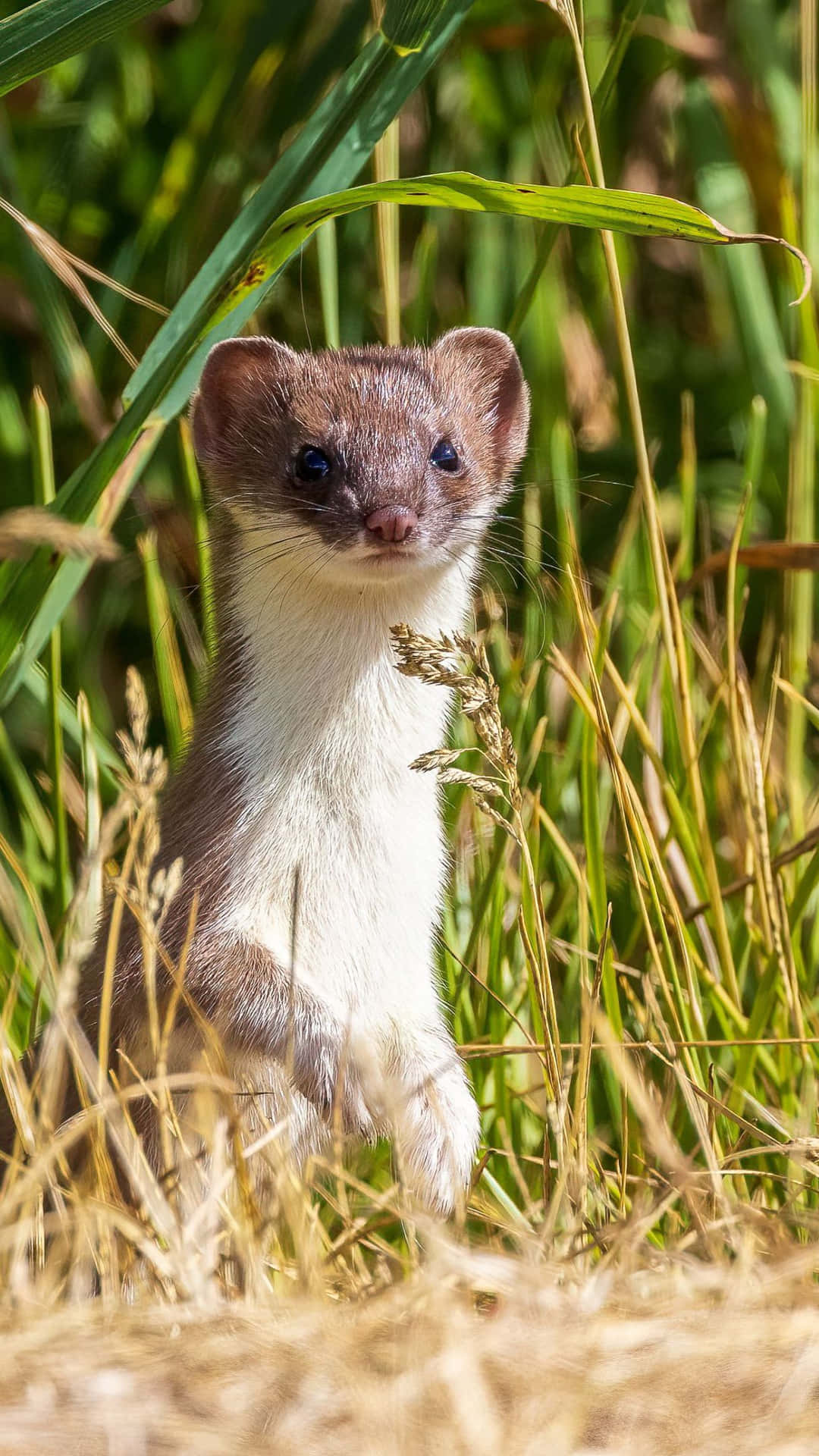 Curious Weaselin Grass.jpg Wallpaper