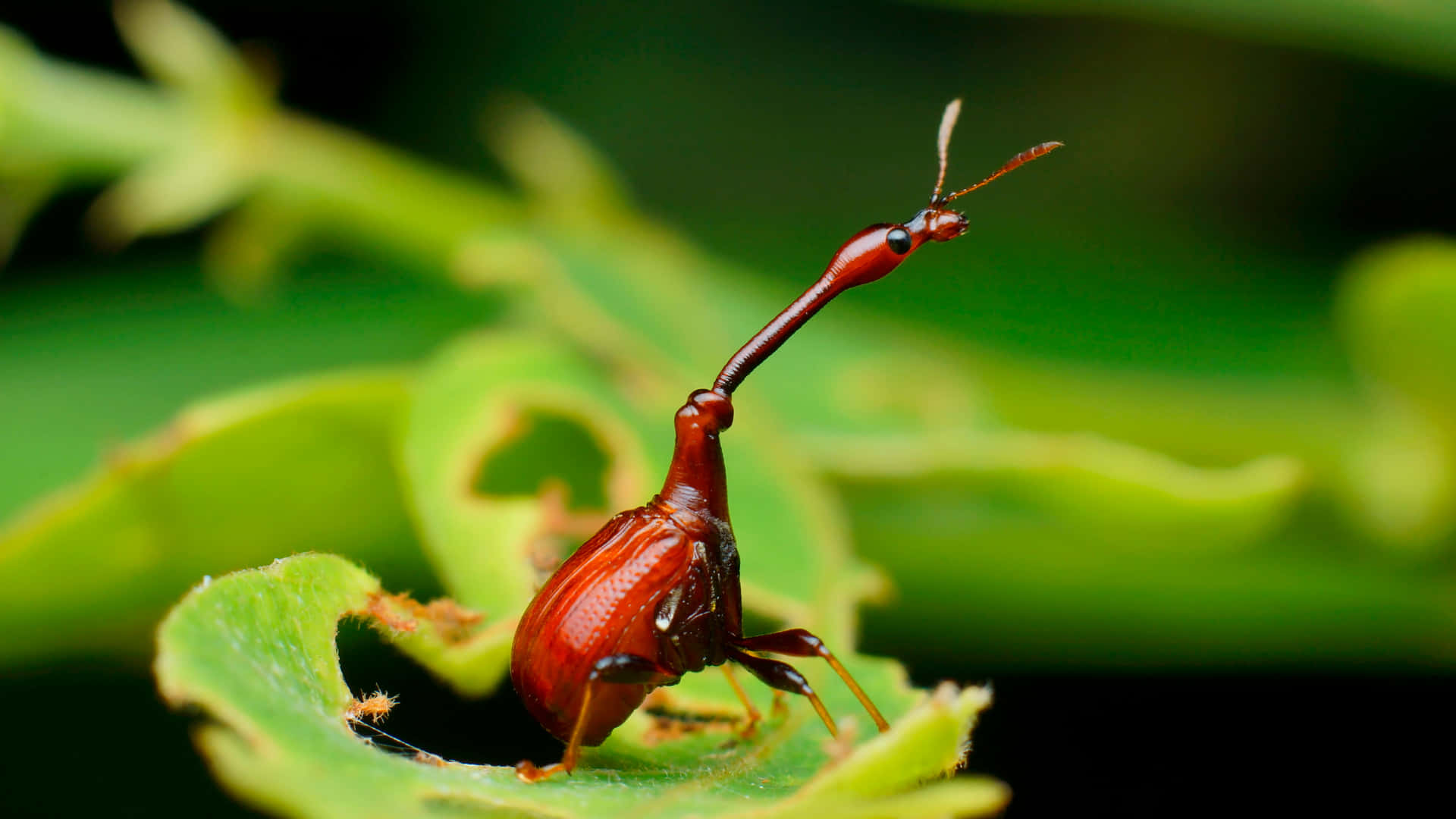 Curious Weevilon Leaf.jpg Wallpaper