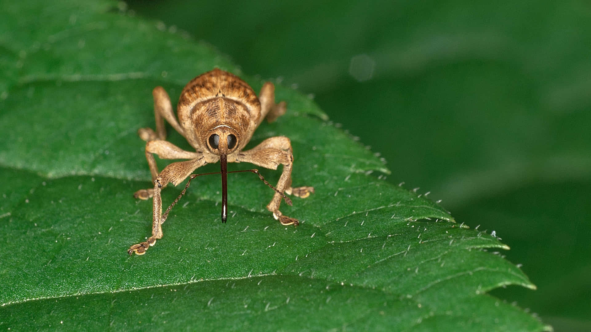 Curious Weevilon Leaf Wallpaper