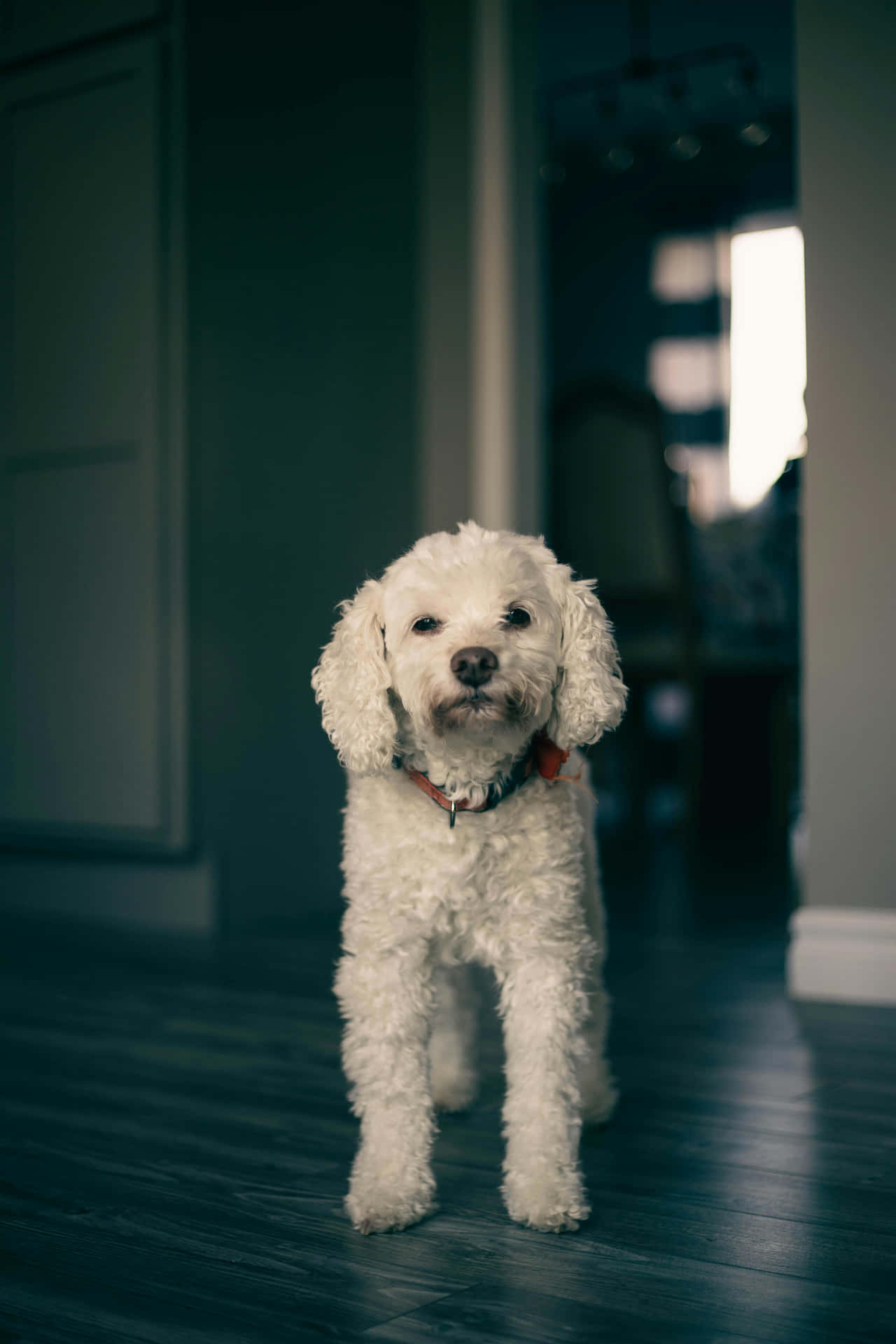 Nieuwsgierige Witte Hond Binnen.jpg Achtergrond