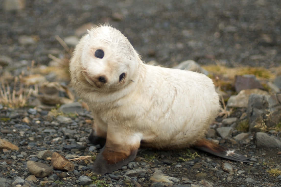 Curious White Fur Seal Pup Wallpaper