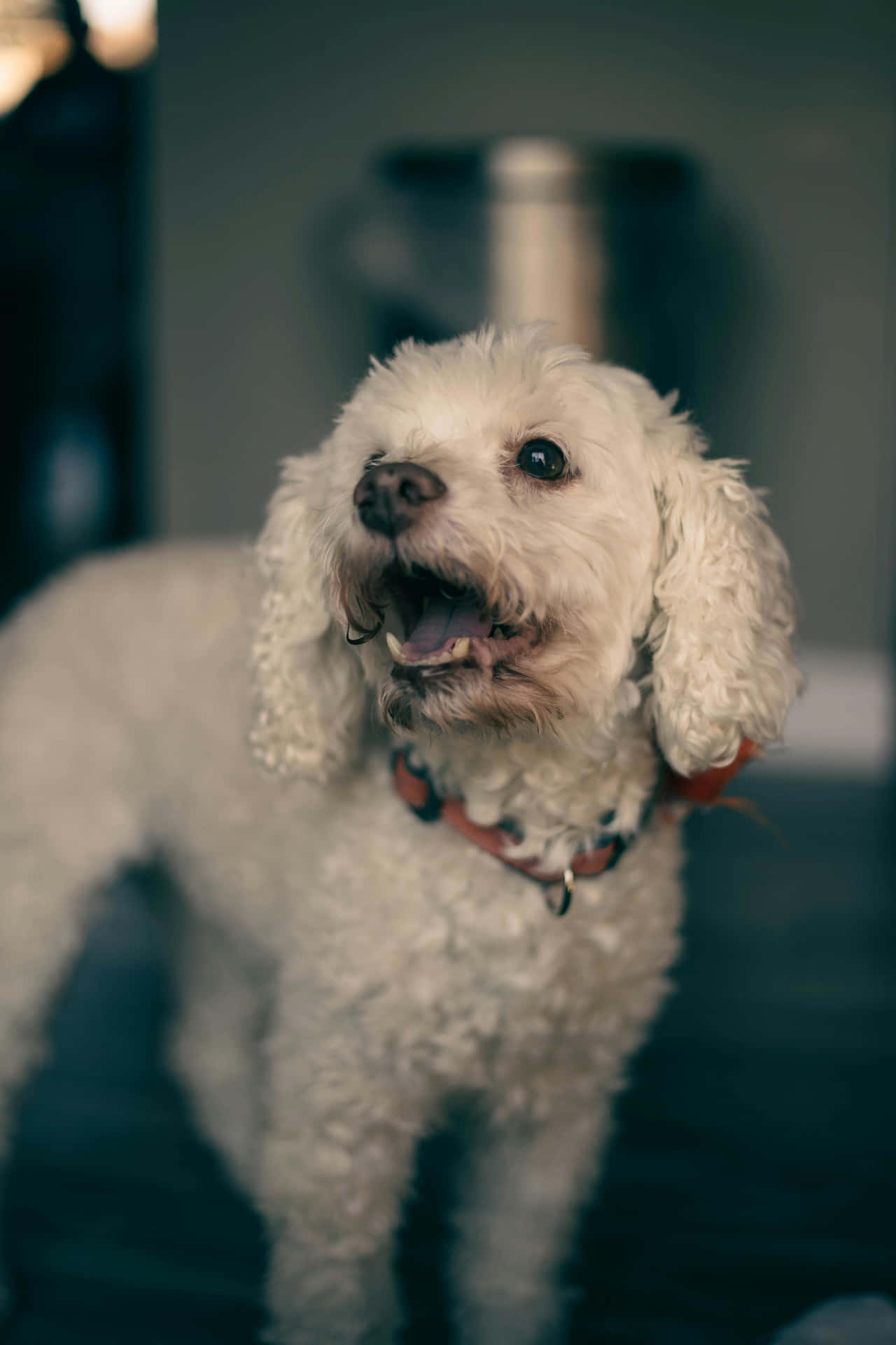 Nieuwsgierige Witte Harige Hond Achtergrond