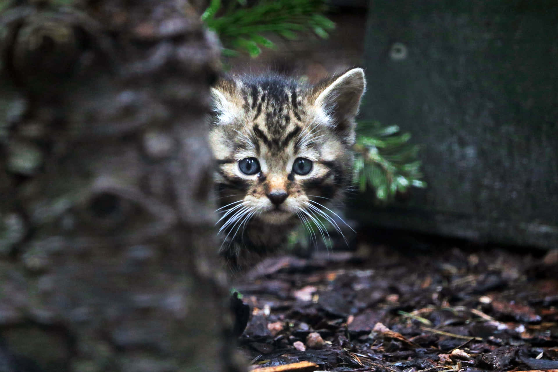 Curious Wildcat Kitten Peeking Wallpaper