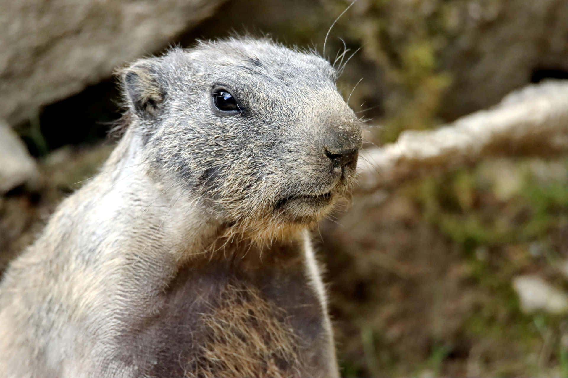 Curious Woodchuck Near Burrow.jpg Wallpaper