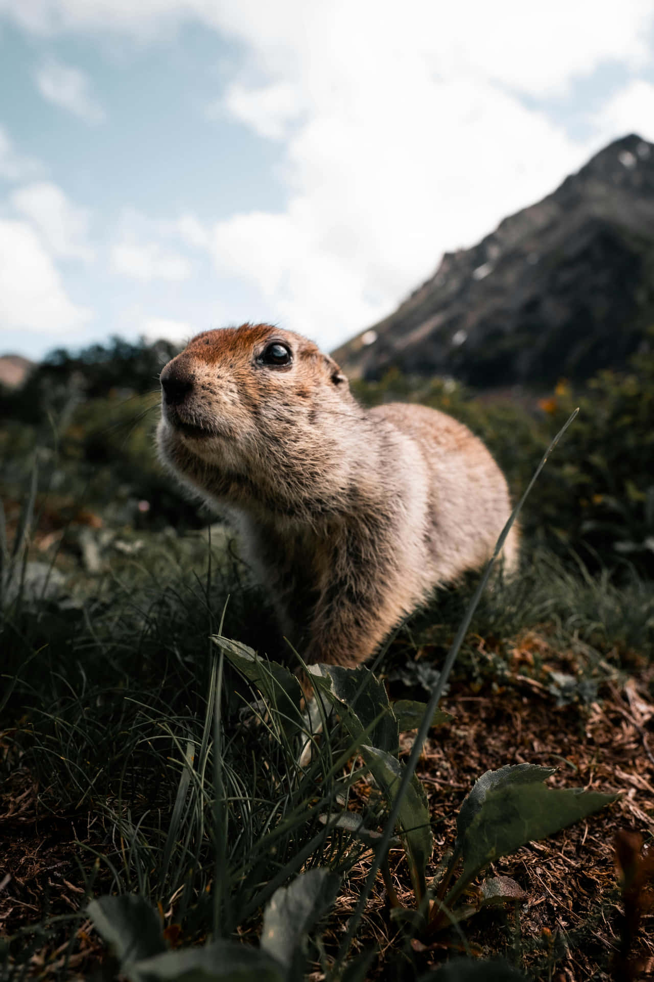 Curious Woodchuckin Nature.jpg Wallpaper