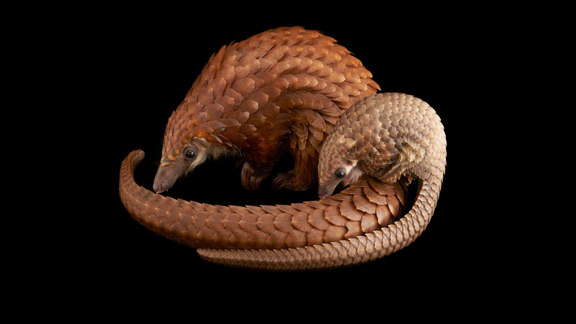 Curled_ Pangolin_ Pair_ Black_ Background Wallpaper