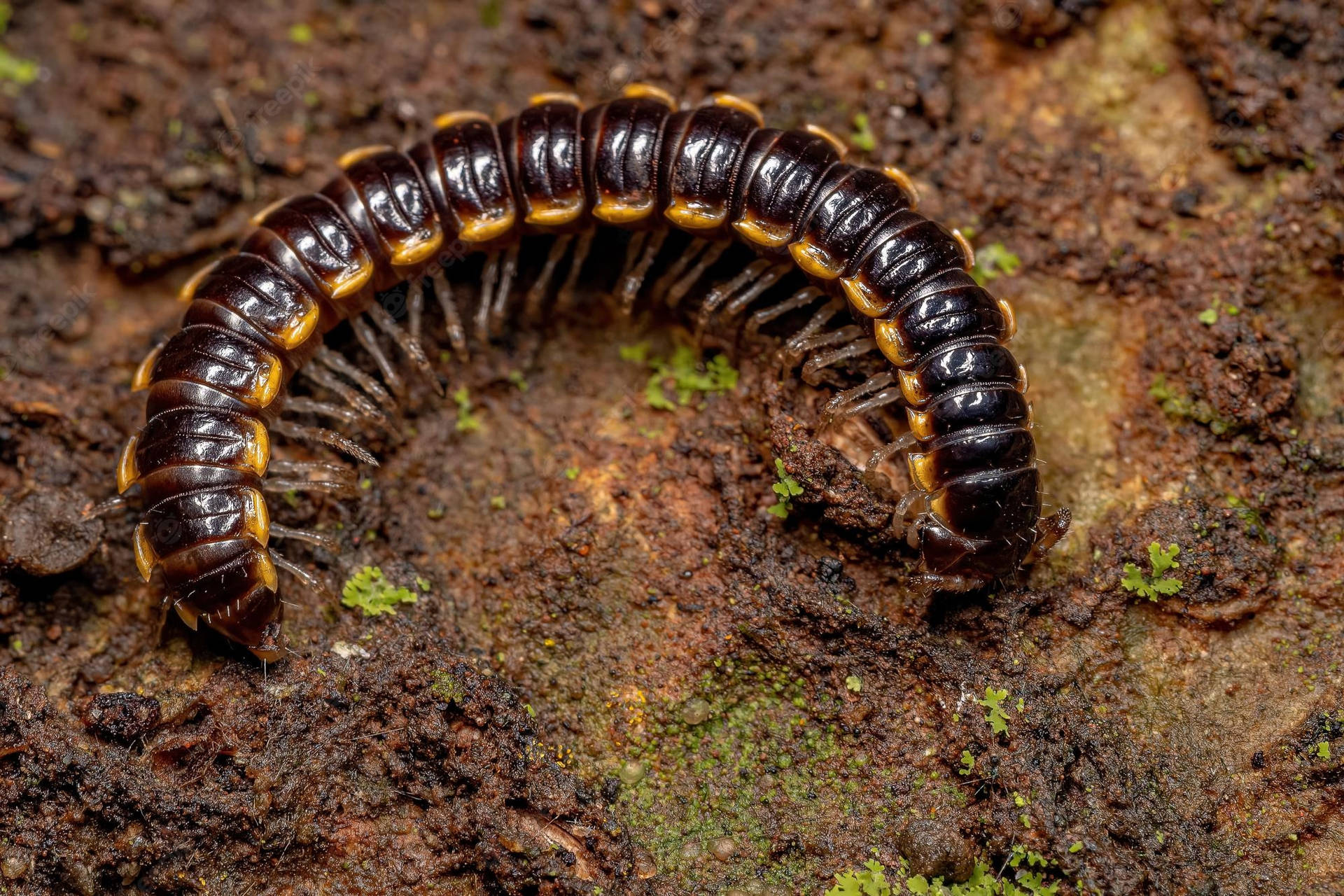 Curled Small Long-flange Millipede Background