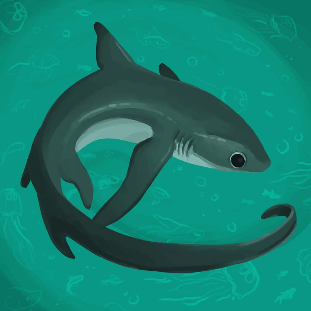 Curled Thresher Shark Illustration Wallpaper