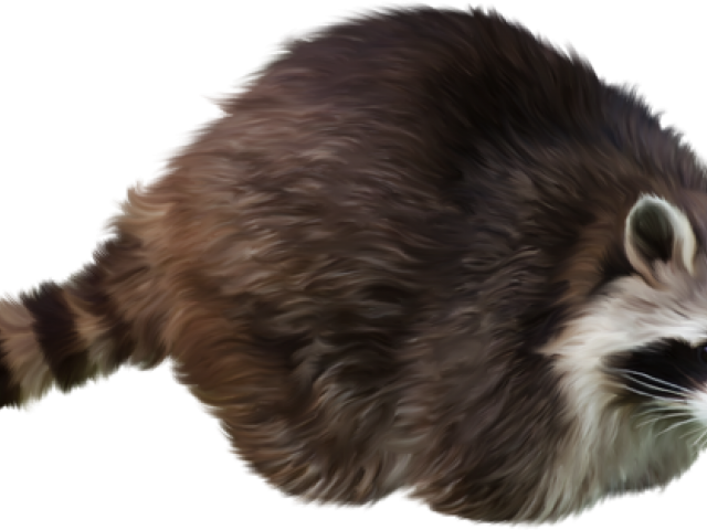 Curled Up Raccoon Illustration PNG