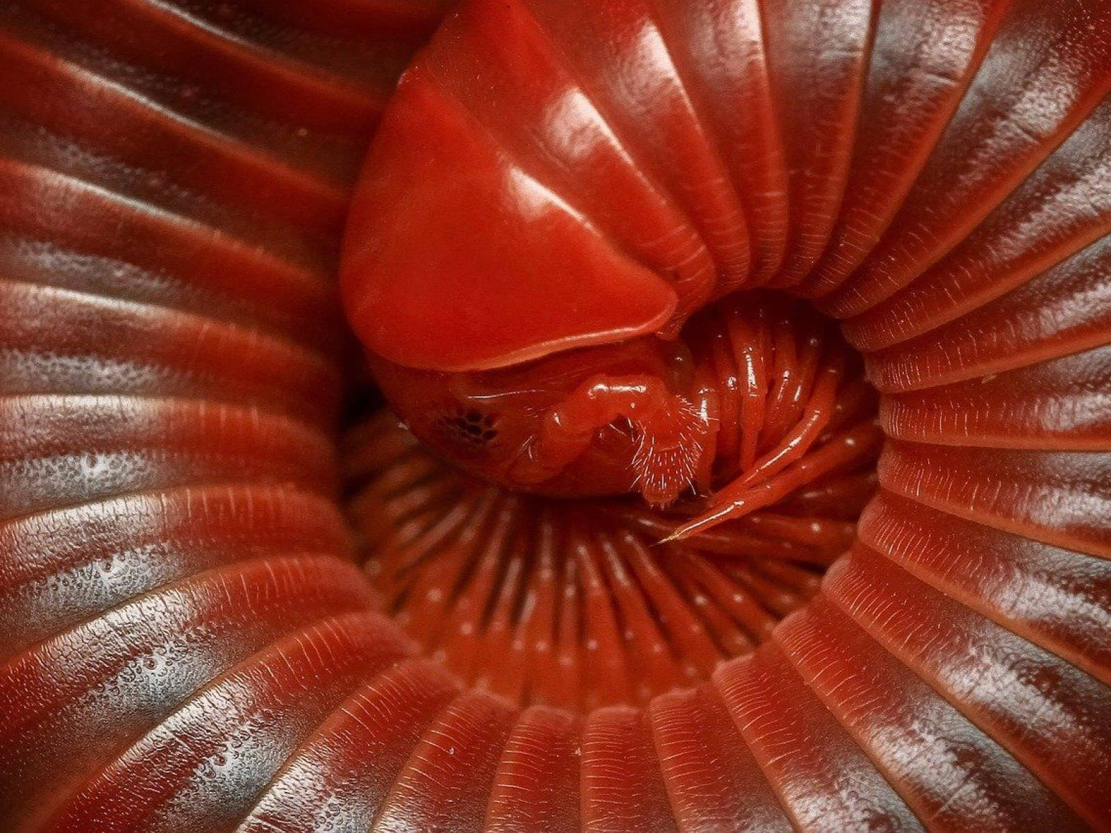 Curled-up Scarlet Millipede Background