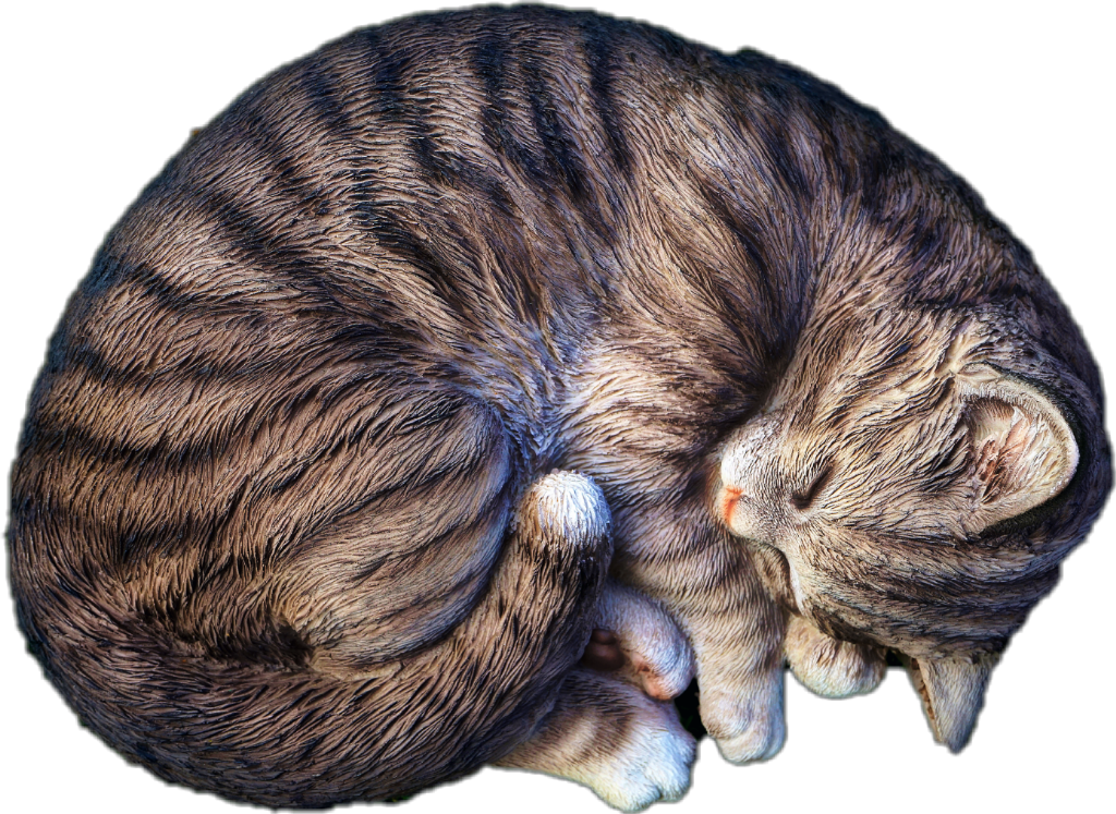Curled Up Sleeping Cat.png SVG