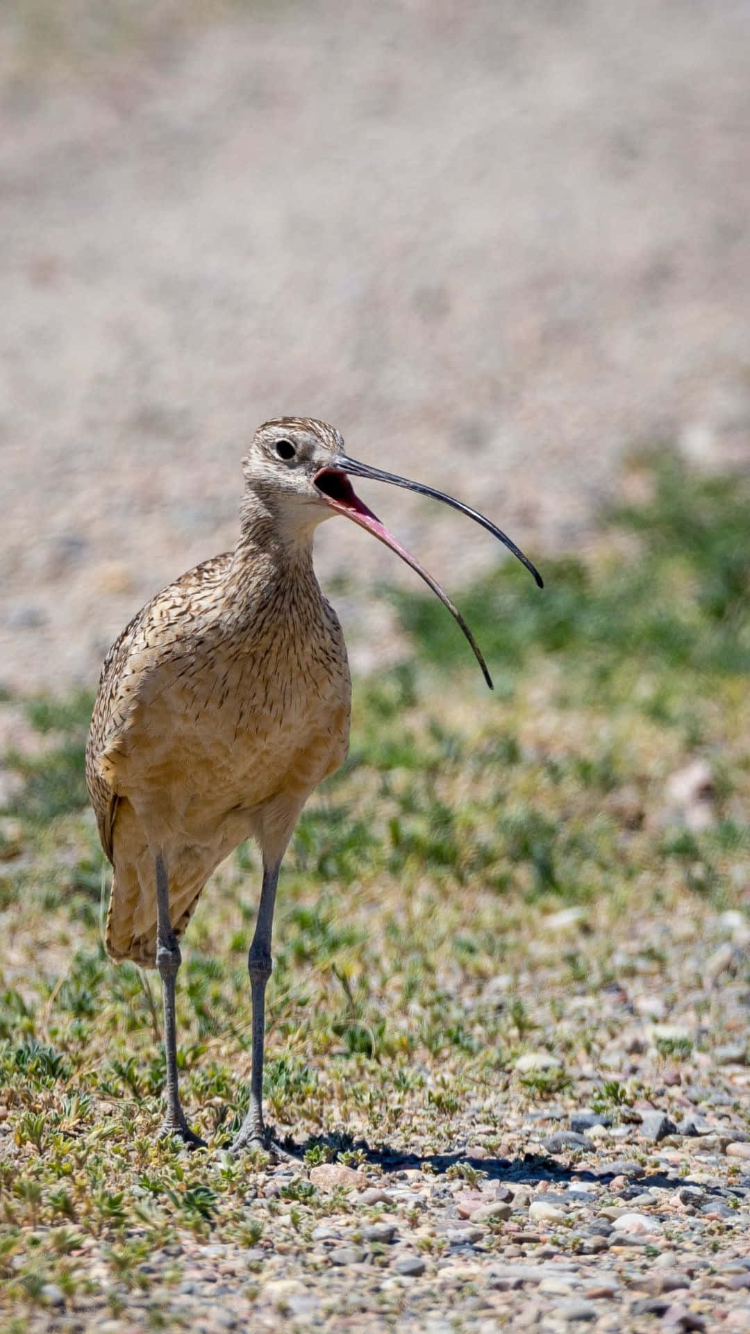 Curlew Bird Callingon Ground Wallpaper