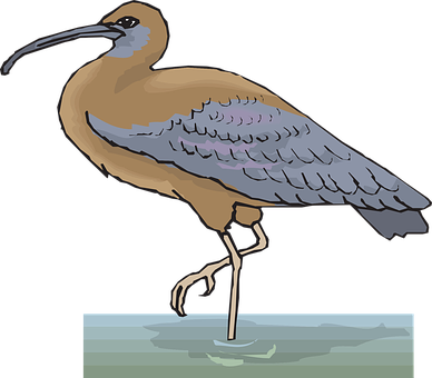 Curlew Bird Illustration PNG