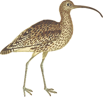 Curlew Bird Illustration PNG