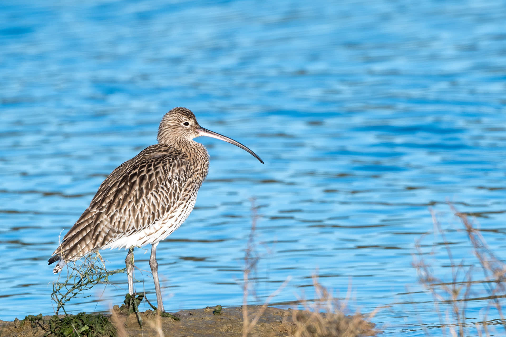 Curlew Birdby Waterside.jpg Wallpaper