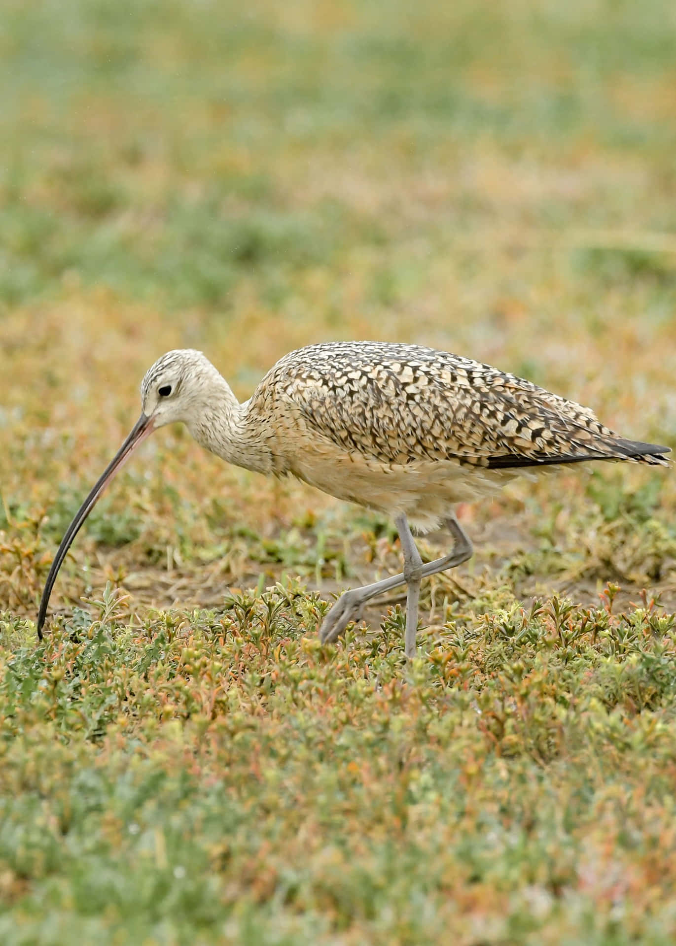 Curlew Foragingin Grassland.jpg Wallpaper