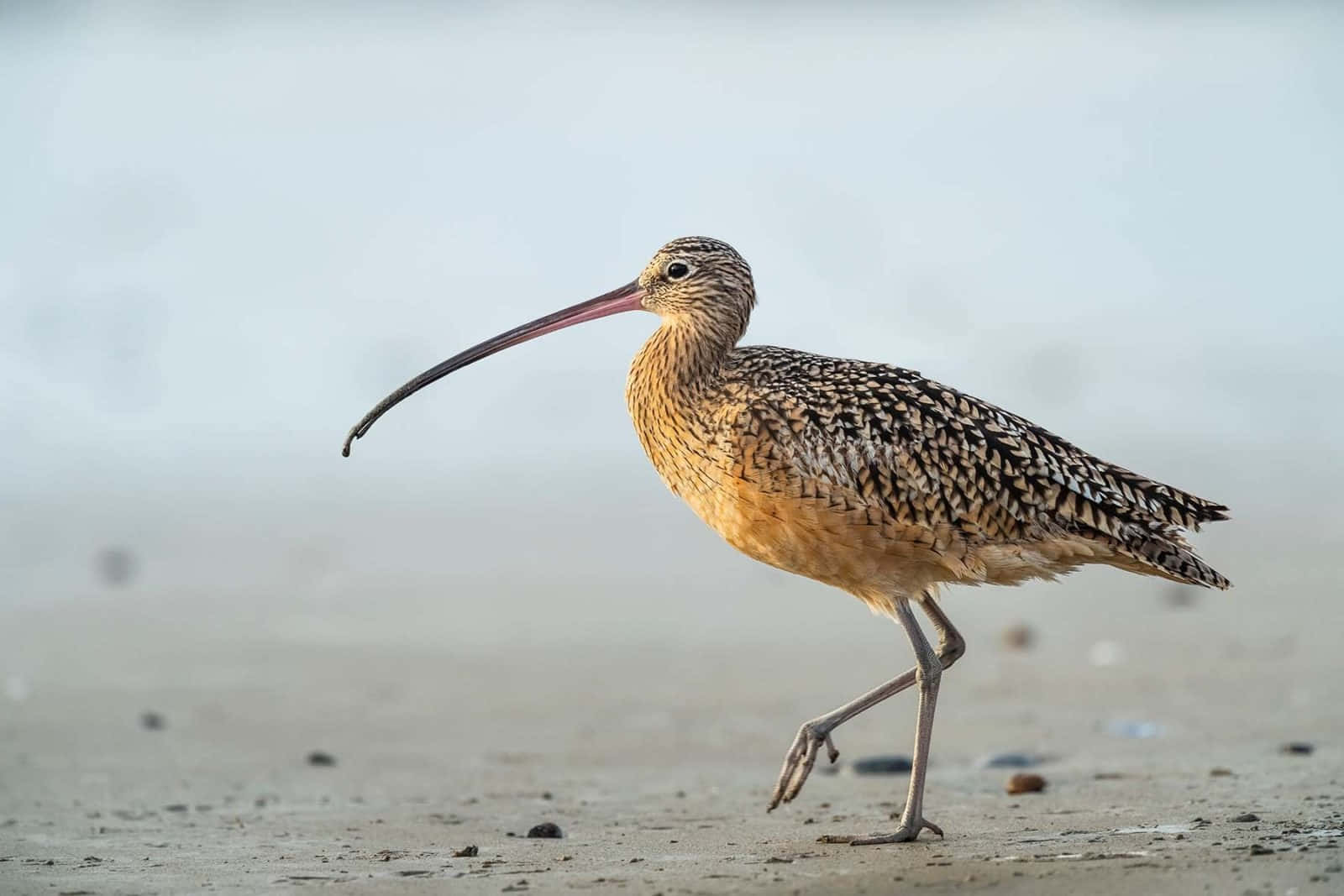 Curlew Striding Along Beach Wallpaper