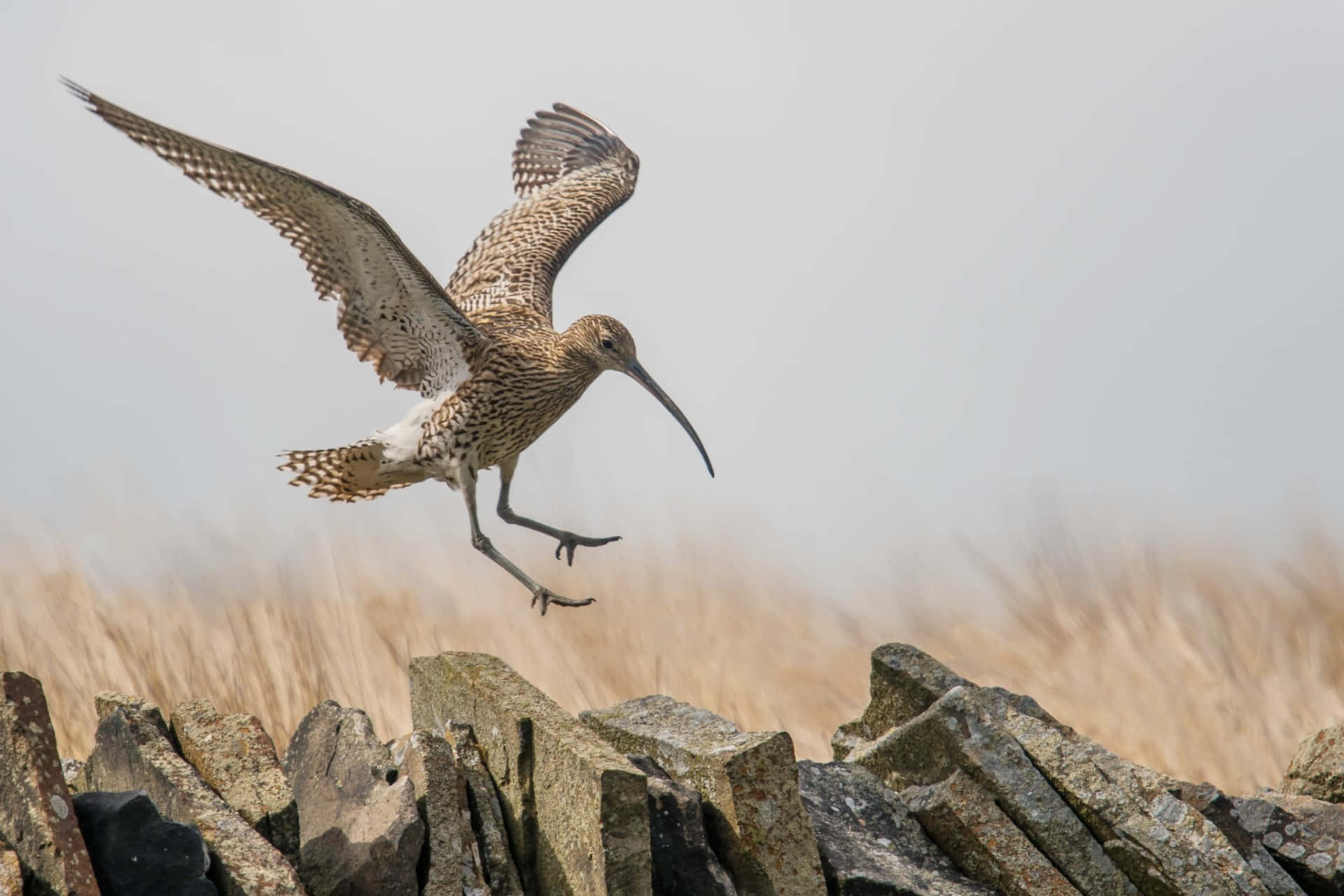 Curlewin Flight Over Stone Wall Wallpaper