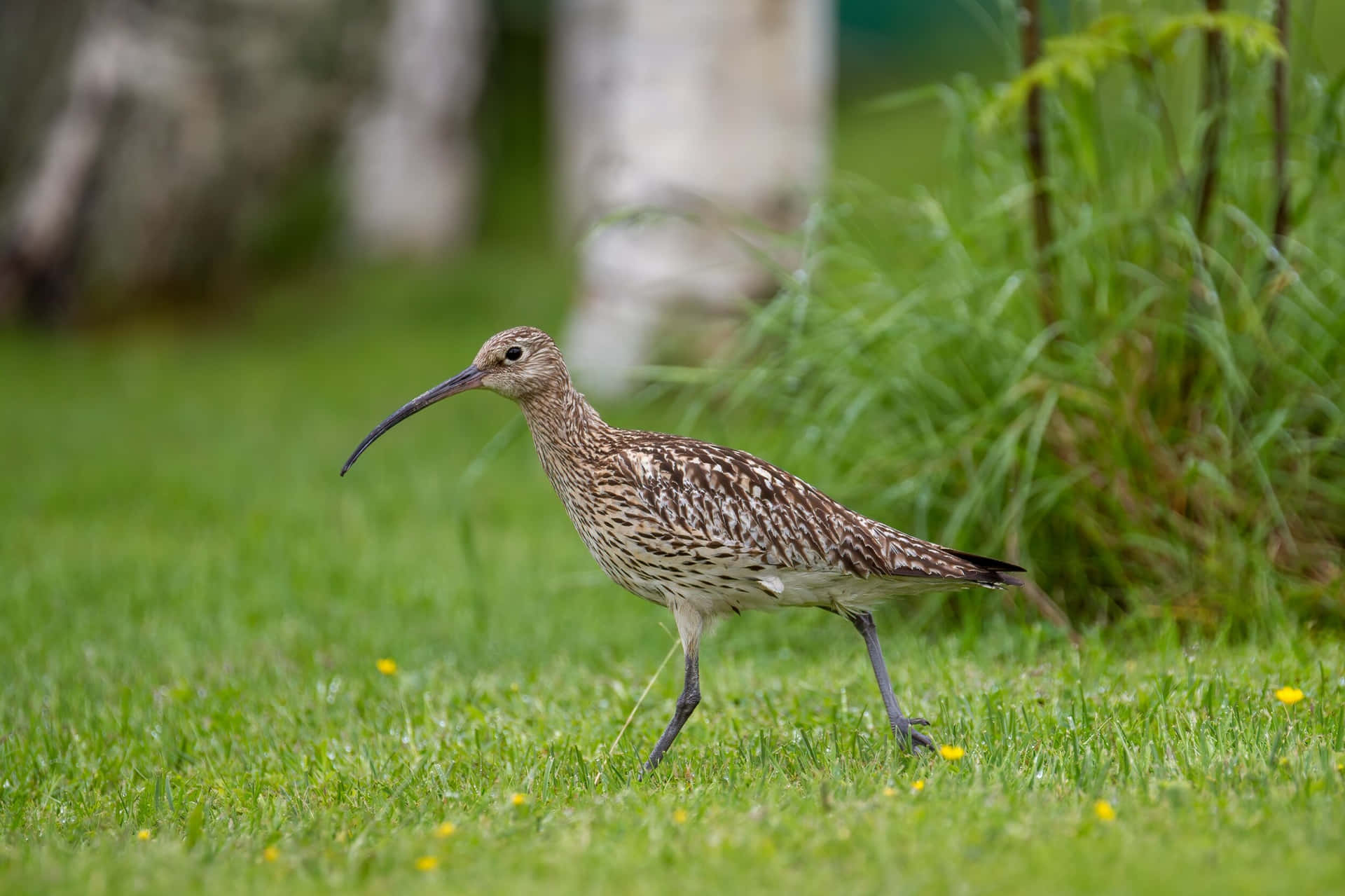 Curlewin Grassy Habitat.jpg Wallpaper