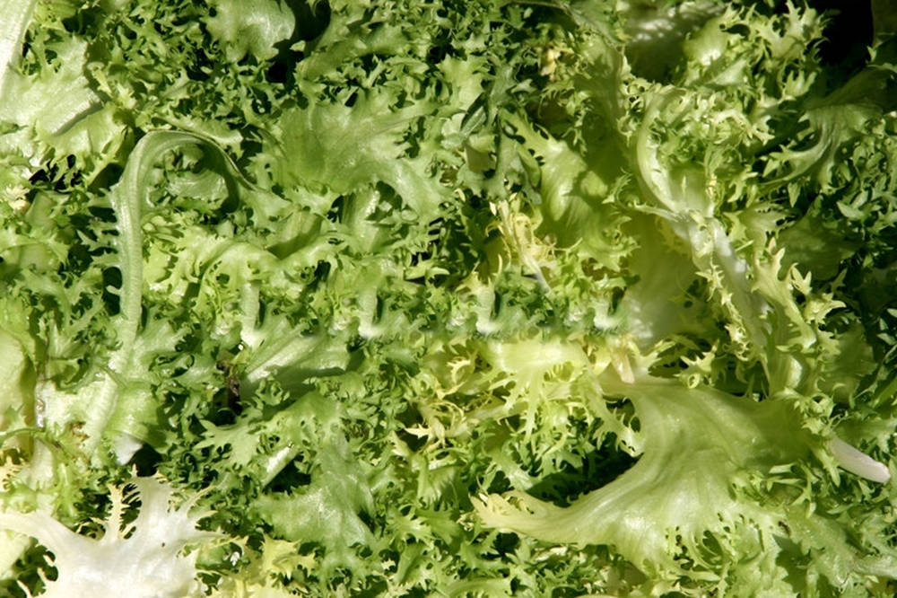 Vegetablede Endivia Rizada De Color Verde Oscuro. Fondo de pantalla