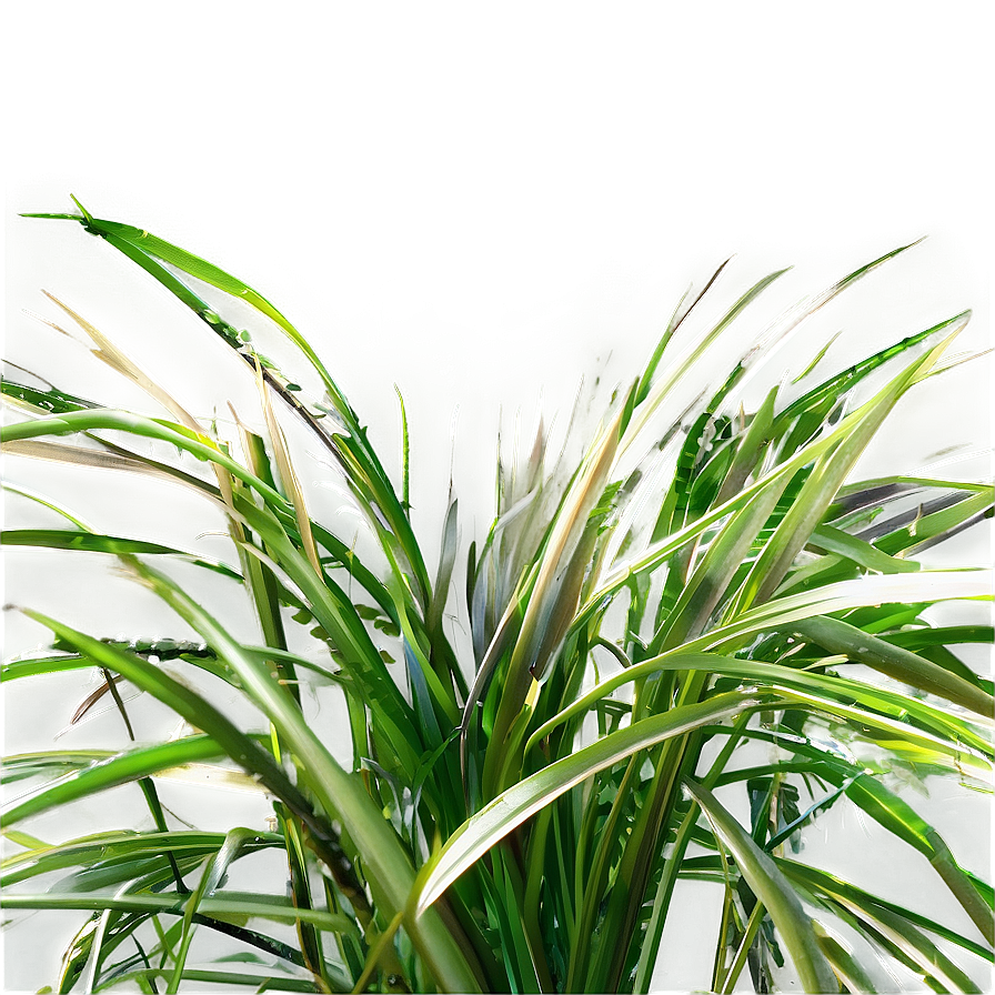 Curly Grass Texture Png Amg PNG