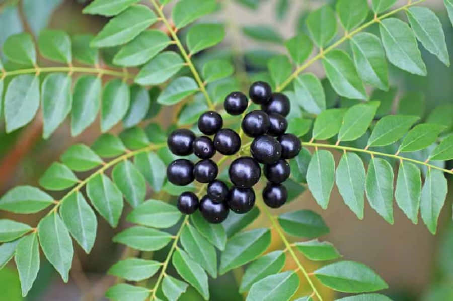 Curry Leaf Plant Curry Berry Fruits Wallpaper