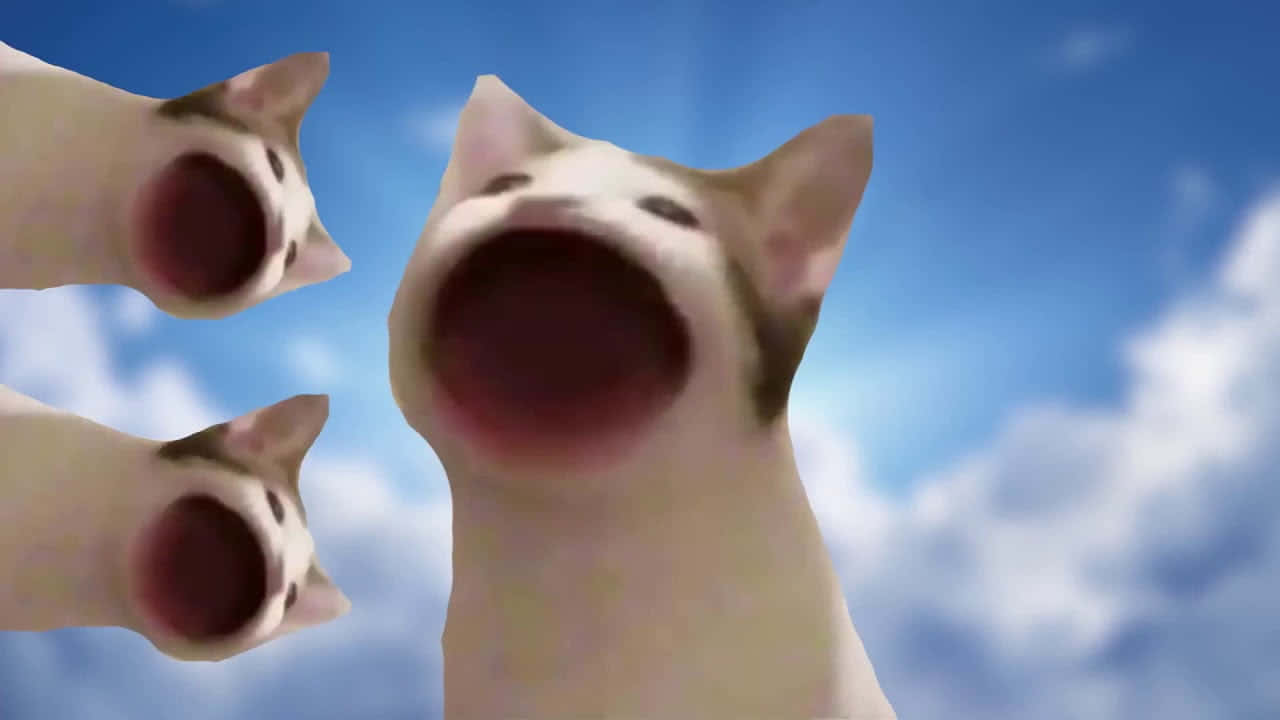 Cursed Pop Cat Meme Picture