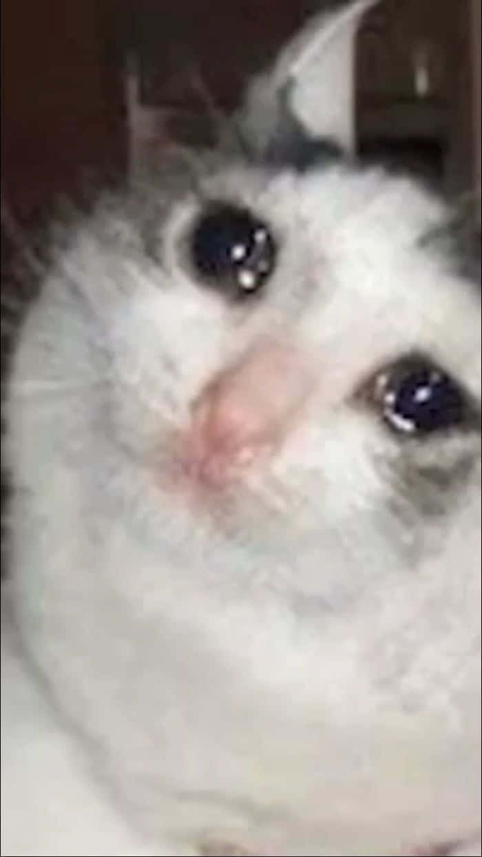 Download Sad Crying Cursed Cat Picture | Wallpapers.com