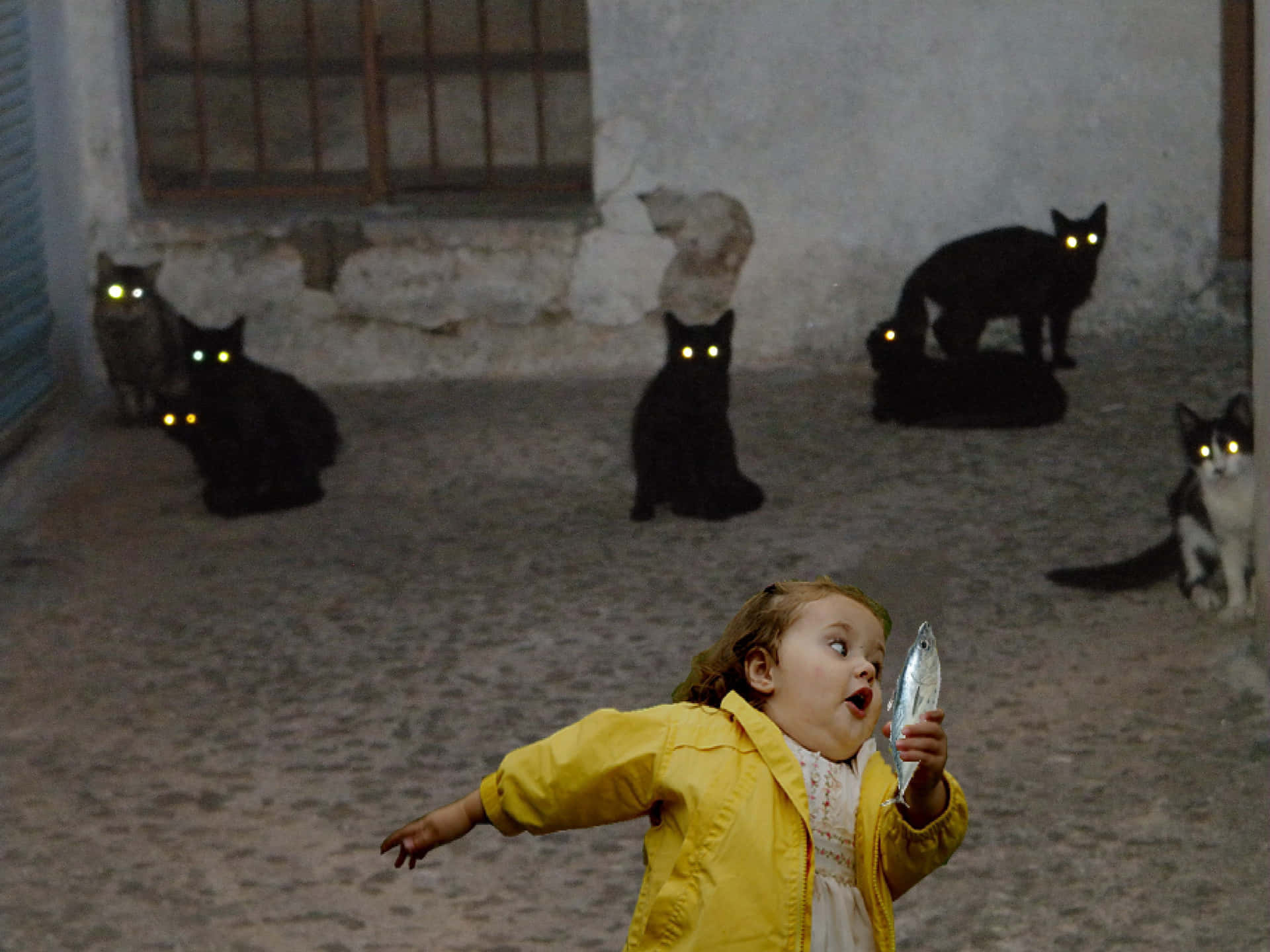 Baby Run Cursed Cat Picture