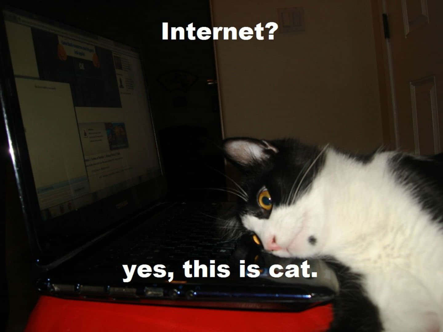 Immaginedi Un Gatto Maledetto, Meme Di Internet.