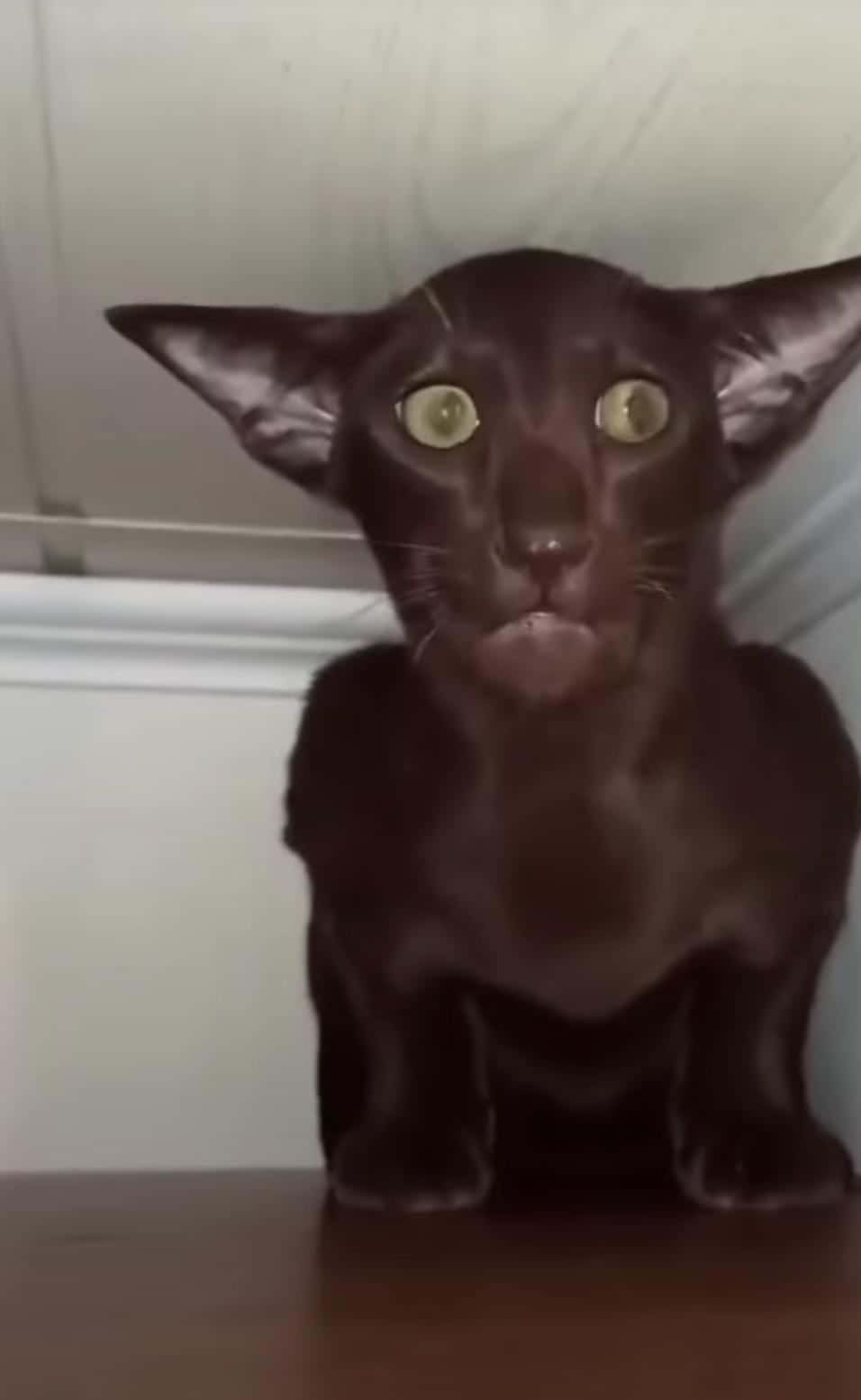 Erschreckendeverfluchte Schwarze Katzenbild