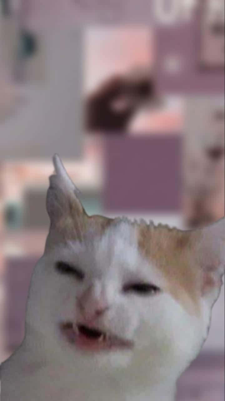 Cursed cat images meme