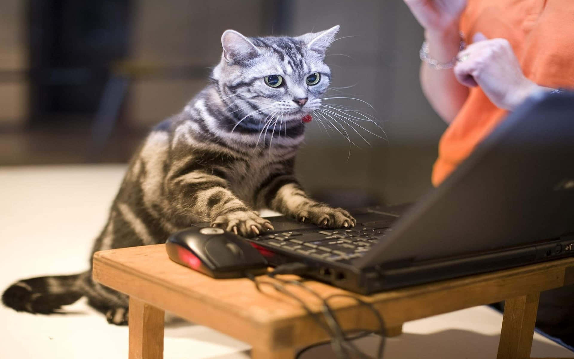 Immaginedi Un Gatto Maledetto Su Un Laptop Che Funziona.