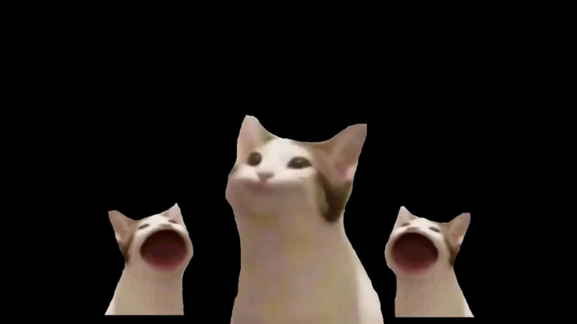 Niedlichesverfluchtes Pop Cat Bild-klon