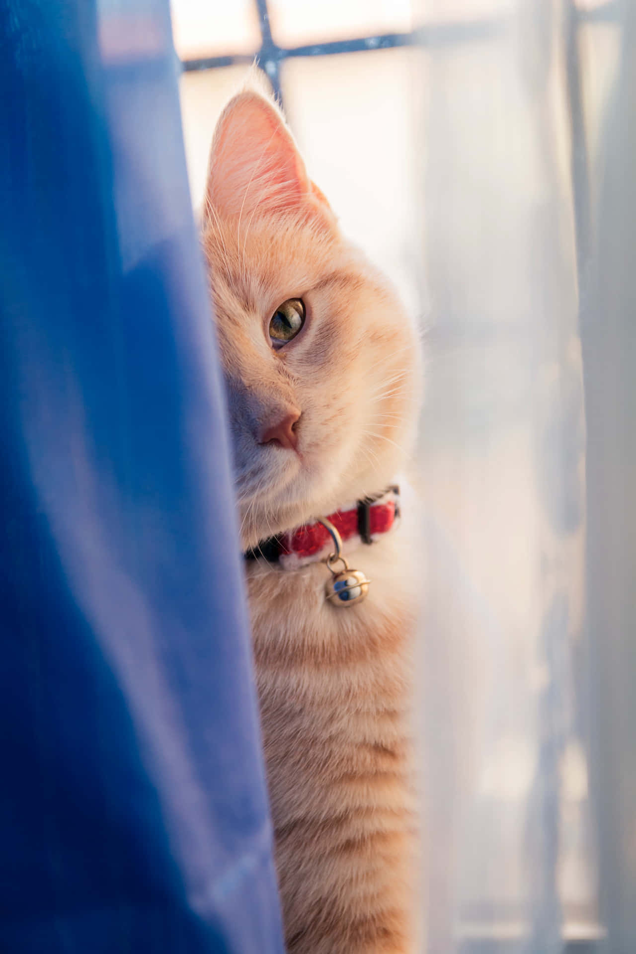 Caption: "Adorable Furry Companion Peering Through a Curtain" Wallpaper
