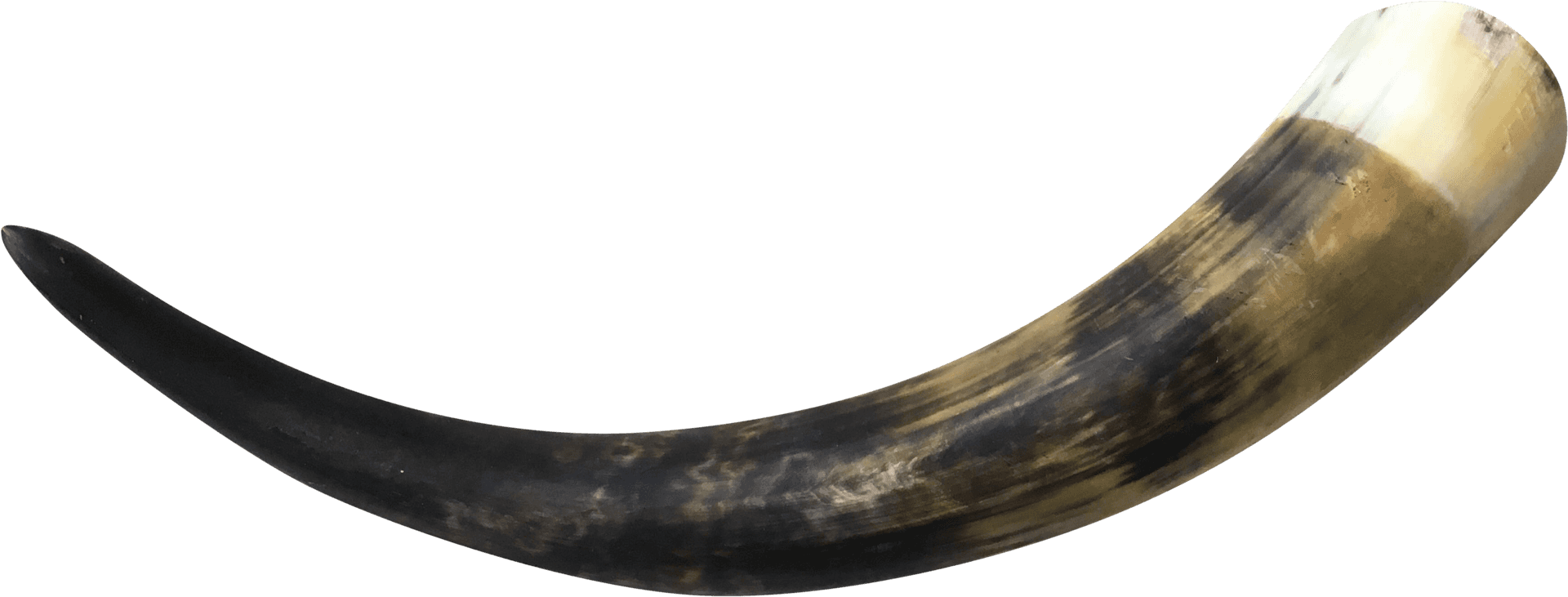 Curved Animal Horn PNG