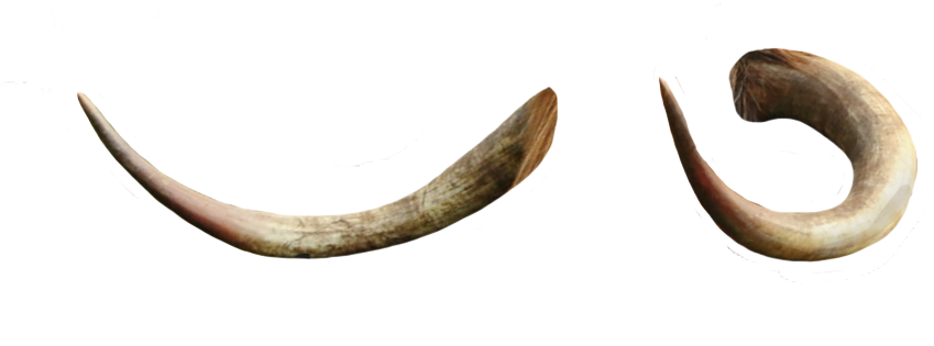 Curved Animal Horns PNG