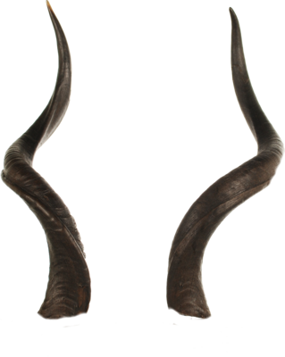 Curved Animal Horns.png PNG