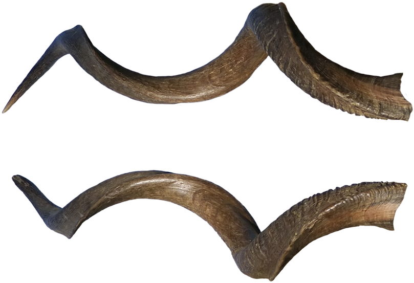 Curved Animal Horns PNG