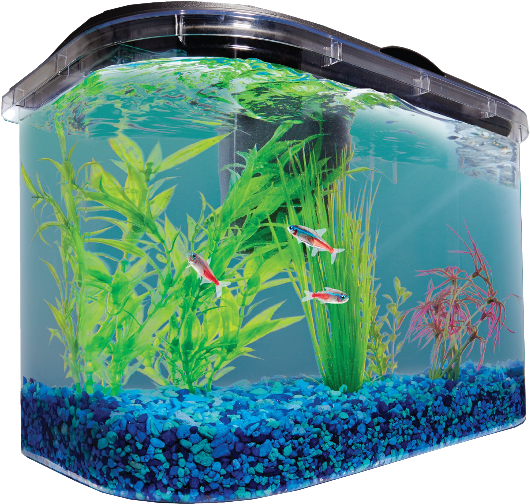 Curved Aquariumwith Fishand Plants.png PNG