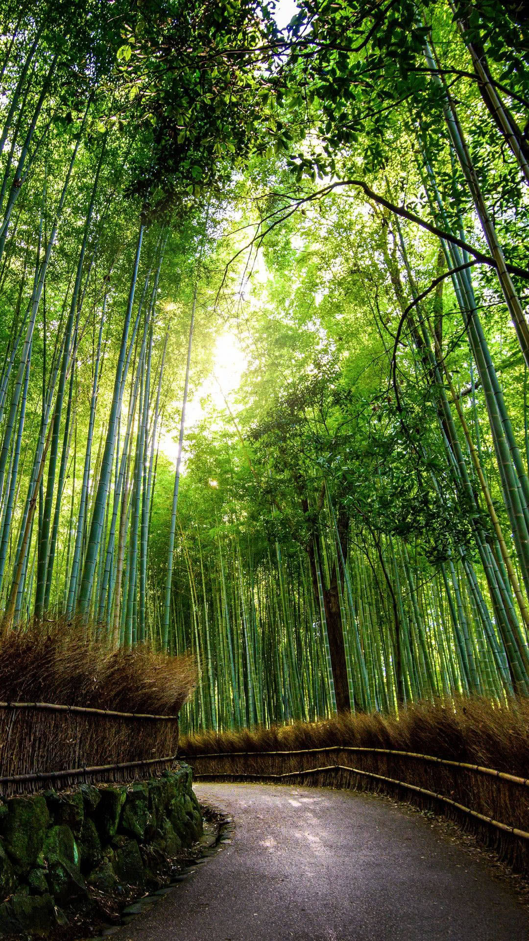 Pasarelade Bambú Curvada Para Iphone. Fondo de pantalla