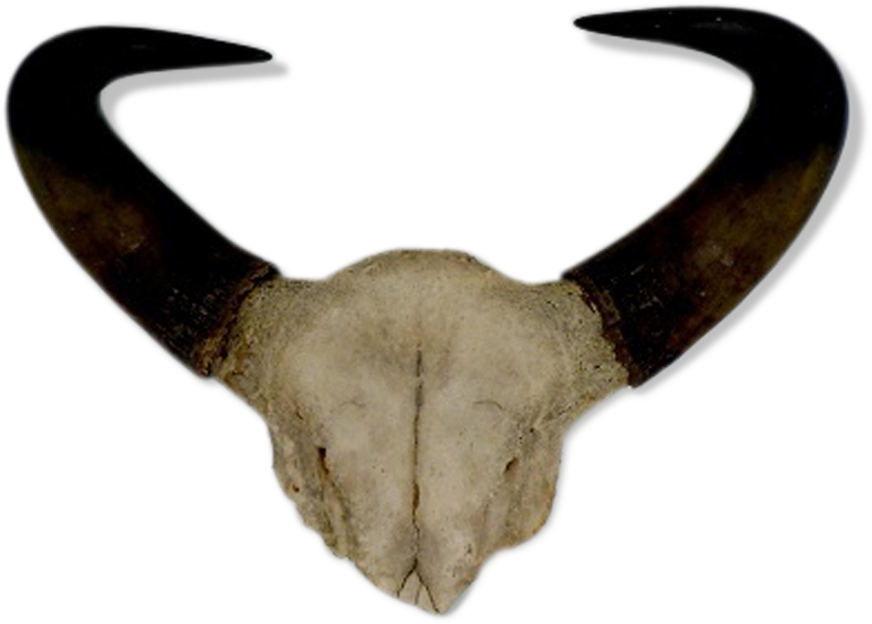 Curved Goat Horns PNG