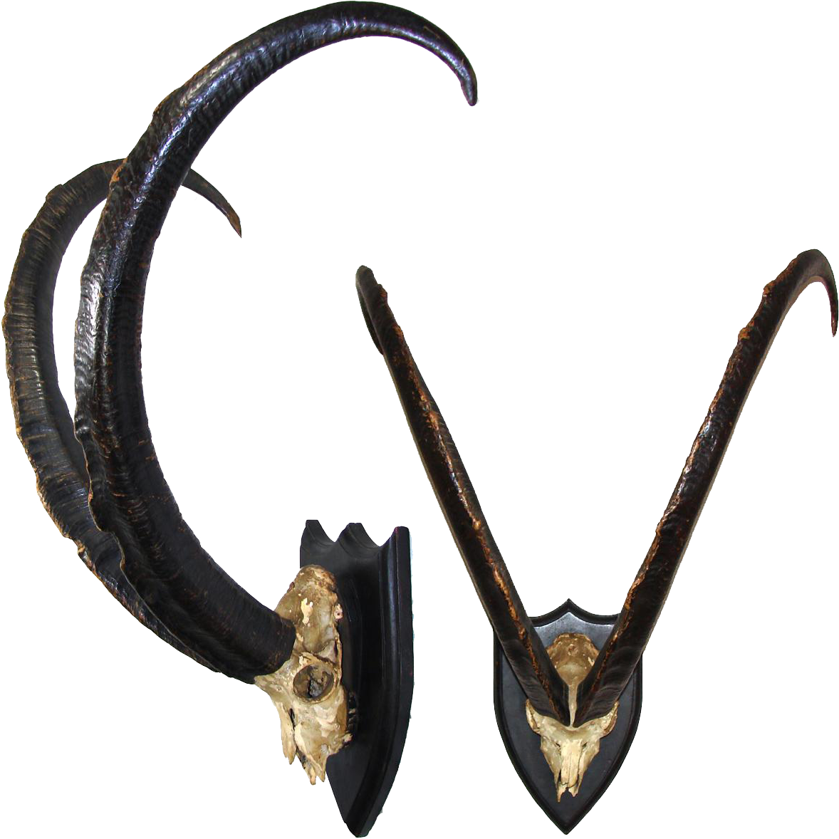 Curved Goat Horns Mounted PNG